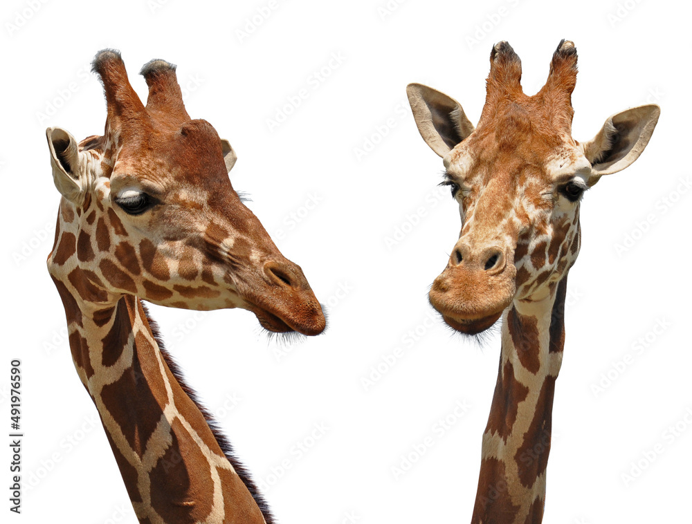 Fototapeta premium Two giraffe's heads isolated on white background