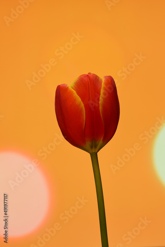 Closeup of an orange and yellow single tulip flower on simple background