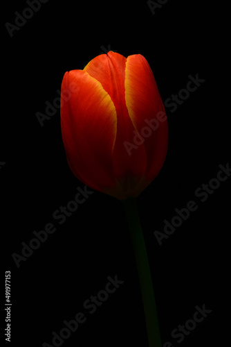 Closeup of an orange and yellow single tulip flower on simple background