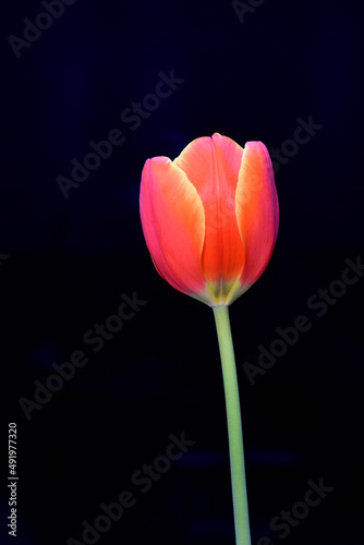 Closeup of an orange and yellow single tulip flower on simple background