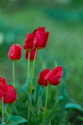 Red tulips in the field. Spring blurred background, postcard. Mother's Day, Women's Day, holiday. Soft selective focus, defocus.