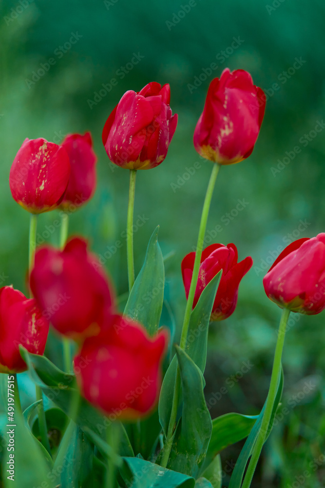 Red tulips in the field. Spring blurred background, postcard. Red tulips in the field. Spring blurred background, postcard.