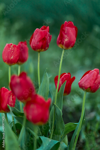 Red tulips in the field. Spring blurred background, postcard. Vertical view.