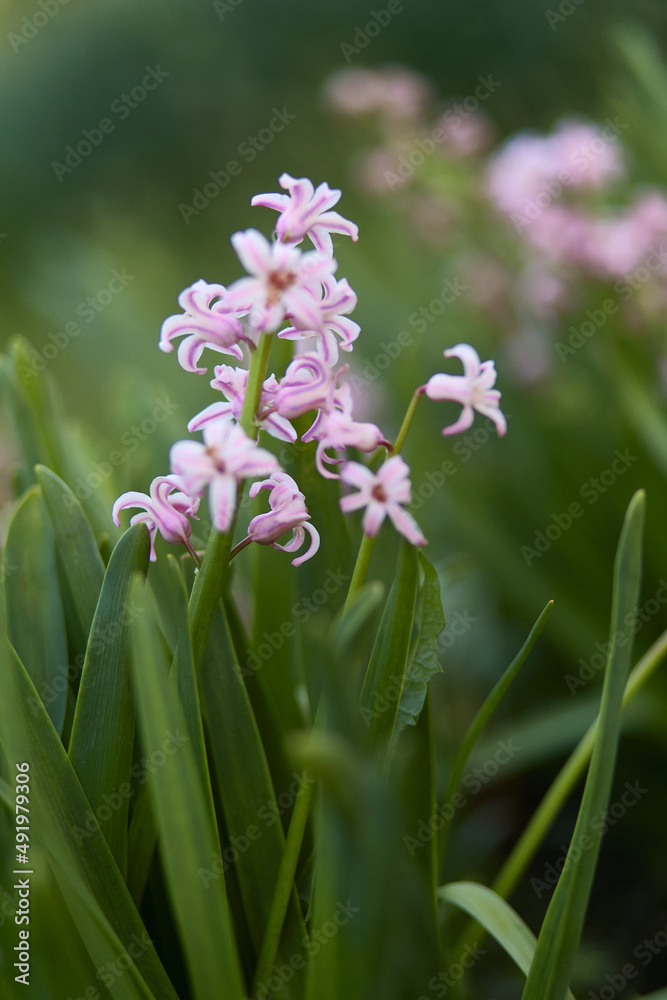 Spring pink flowers in garden with green leaves. Blurred background. Spring pink flowers in garden with green leaves. Blurred background.