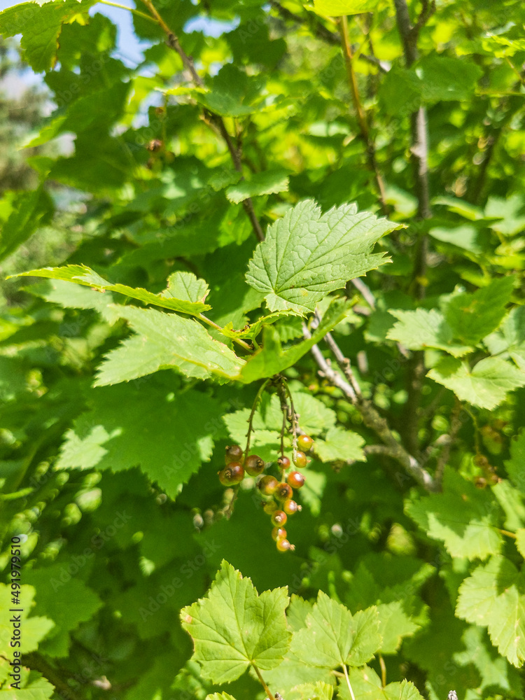 Wild currant in the gorge of the Cherek River in the vicinity of the Ushtulu tract. Caucasus June 2021 Wild currant in the gorge of the Cherek River in the vicinity of the Ushtulu tract. Caucasus June 2021