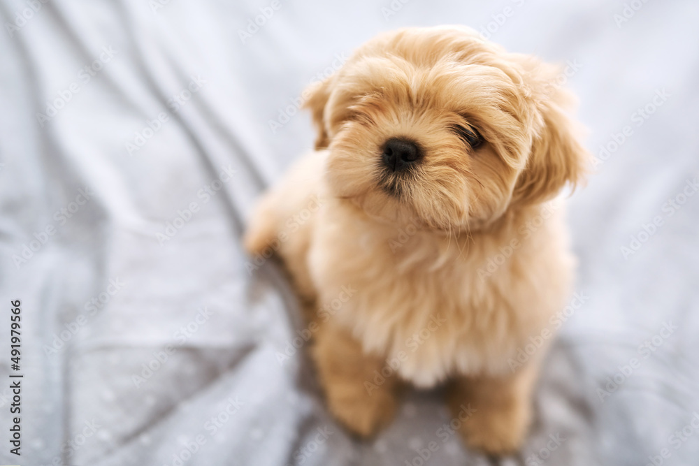 Did somebody say treats. Shot of an adorable dog resting on a bed at home.