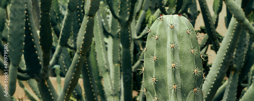 closeup of thorn cactus plant