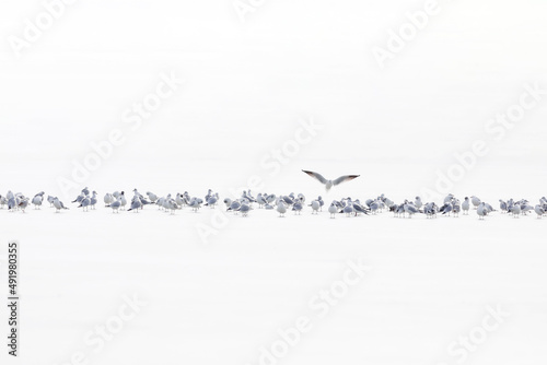 Flying birds. Abstract nature scene. White frozen lake background.