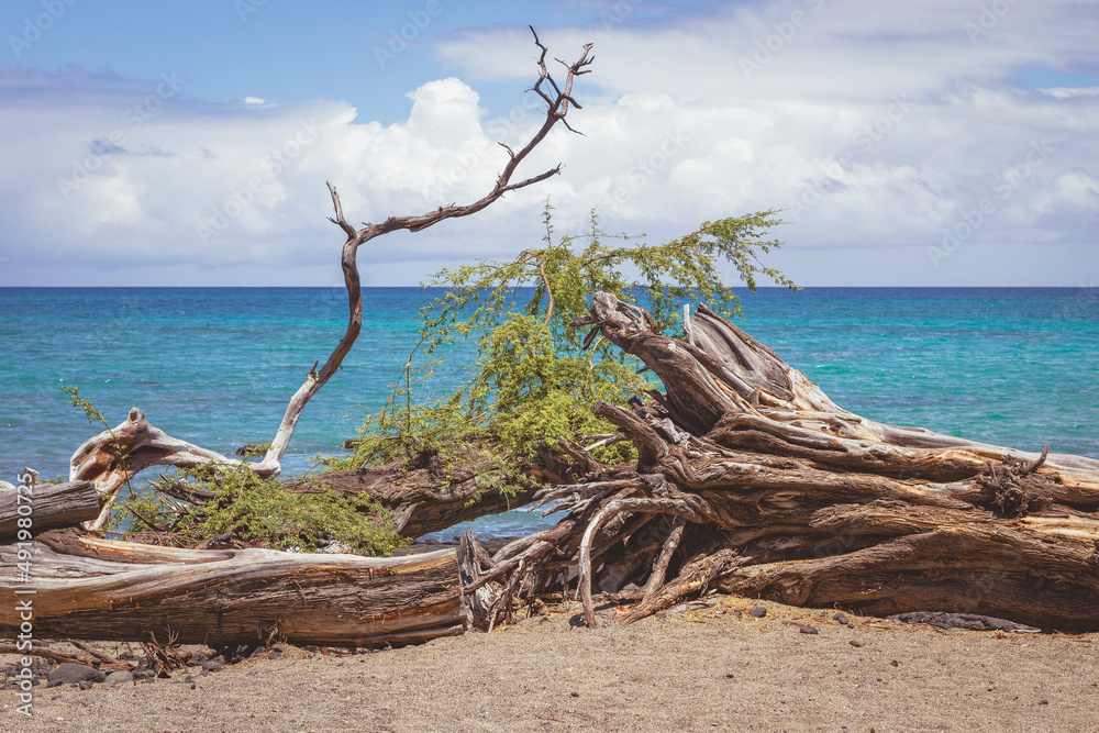 Fototapeta premium tree on the beach