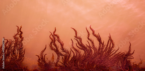 Beautiful natural red background. Red algae in the turbid water.  photo