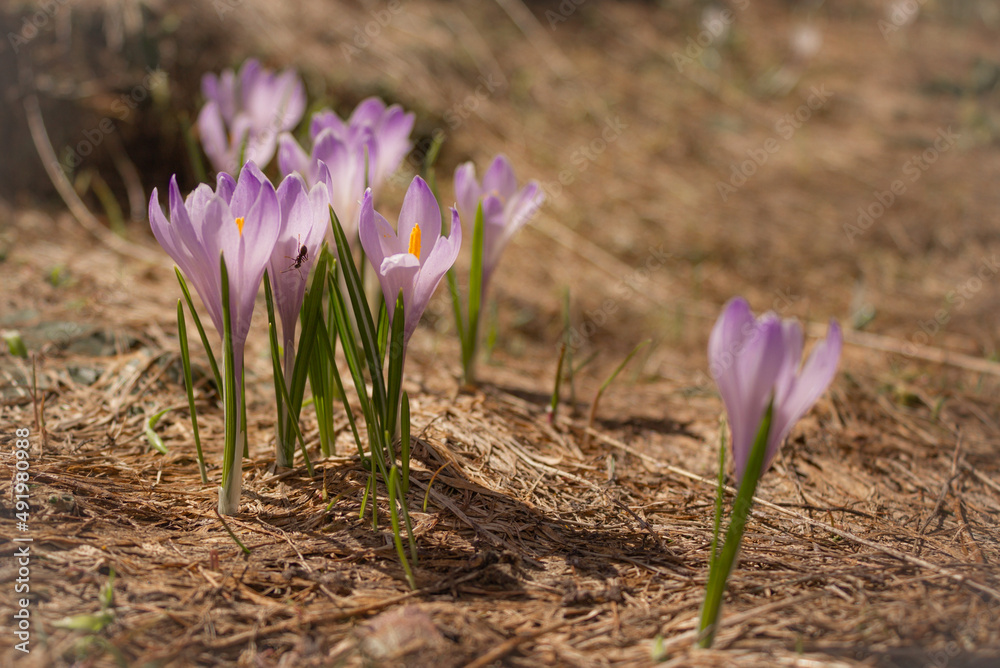 Floral spring background. Wild crocus flowers in the middle of the dry grass. Floral spring background. Wild crocus flowers in the middle of the dry grass.