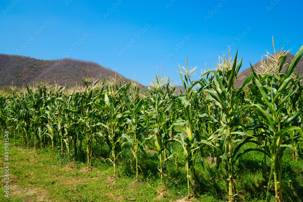 Corn flower in field against with blue sky of sunshine day with copy space. Organic Farm or green agriculture. Country side style.