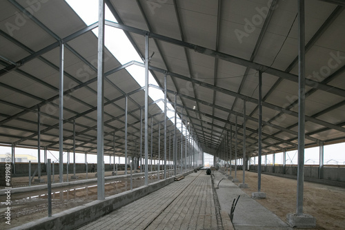 Cows on the farm. Dairy cows. barn