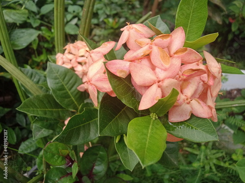 Ashoka flower pink the beauty of this flower is very obvious with its beautiful green leaves that look very fresh in the morning dew