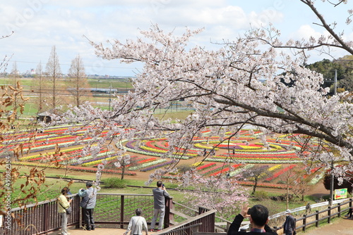 桜とパッチワーク