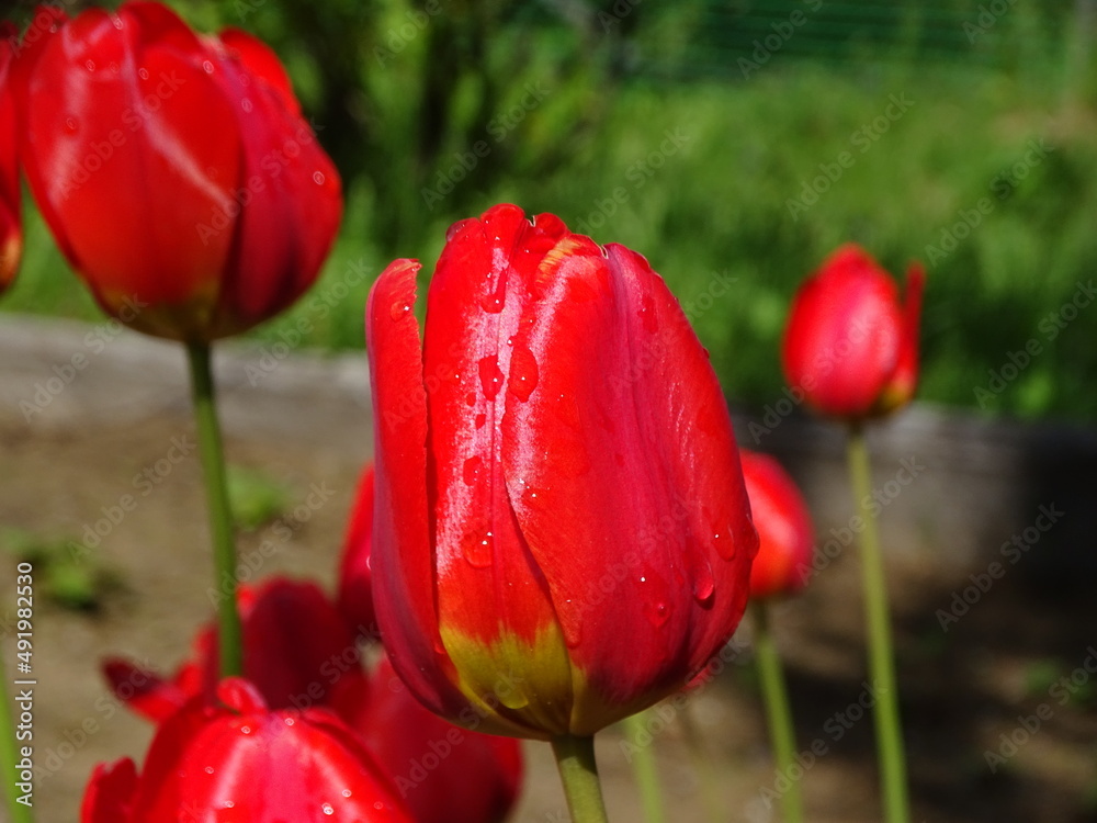 Fototapeta premium red tulips in the garden