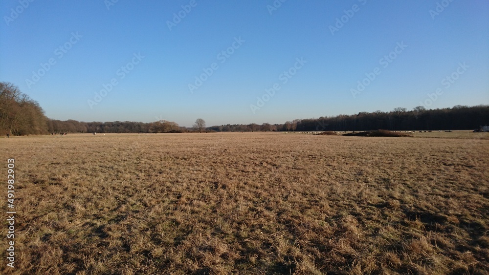 Schwanheimer Wiese in Frankfurt am Main an einem sonnigen Wintertag mit Schafen im Hintergrund Schwanheimer Wiese in Frankfurt am Main an einem sonnigen Wintertag mit Schafen im Hintergrund