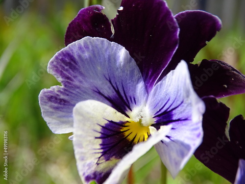 purple iris flower