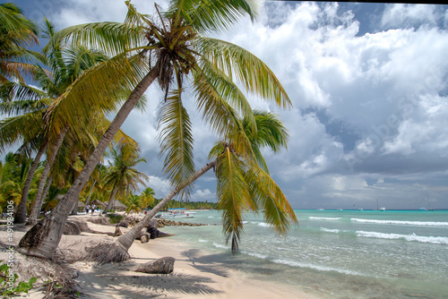 Fototapeta Naklejka Na Ścianę i Meble -  Tropical beach with palm trees and crystal clear water in Isla Saona, Dominican Republic