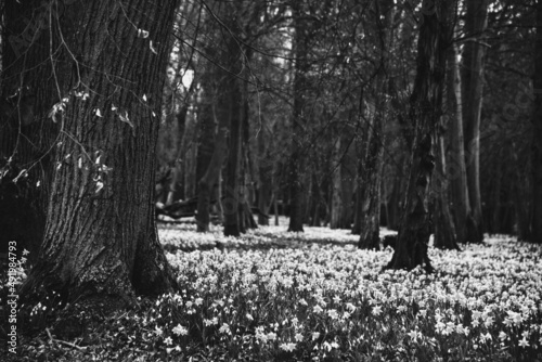 Old park covered with narcissus and snowdrop flowers. Black white historice photo. photo