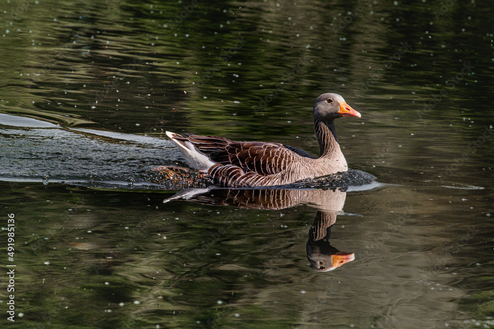 Fototapeta premium Greylay goose swimming on water with reflection