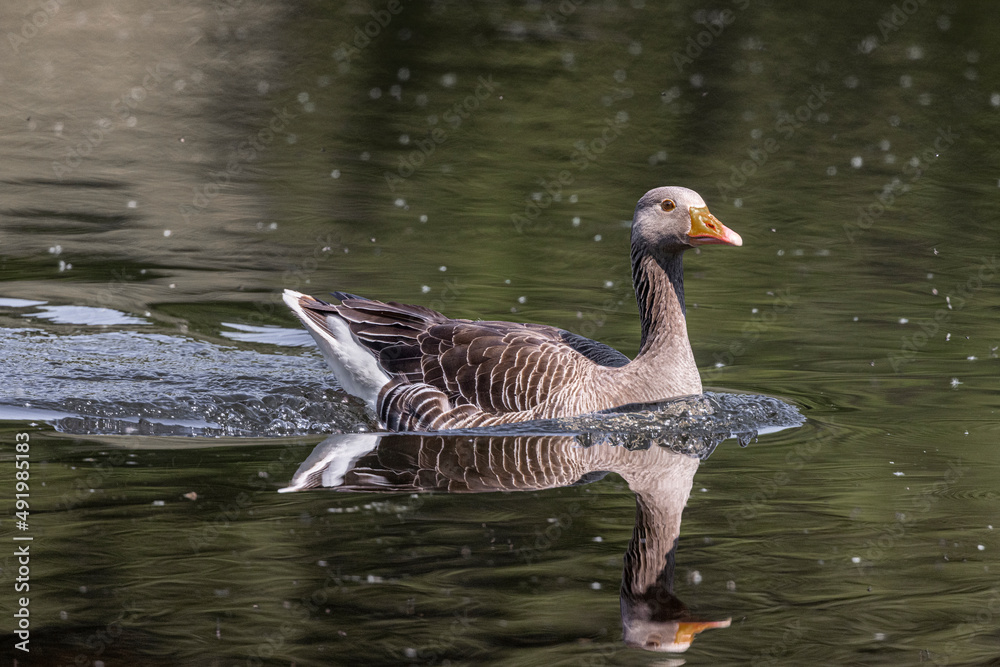 Greylay goose swimming on water with reflection Greylay goose swimming on water with reflection