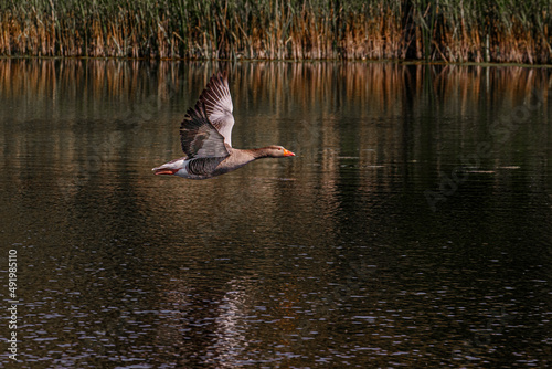 Greylay goose flying over water with reflection photo
