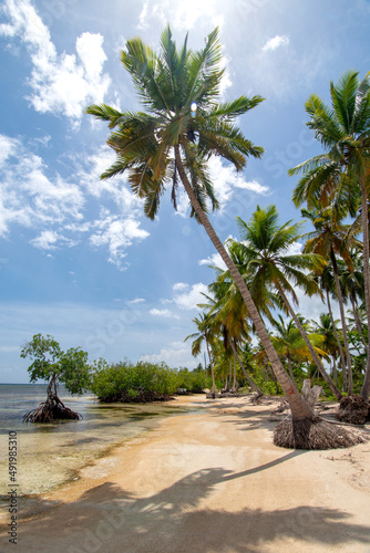 Mangrove trees grow on the beach in crystal clear tropical water photo