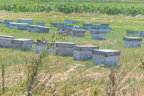 A beehive from a tree stands on an apiary. The houses of the bees are placed on the green grass in the mountains. Private enterprise for beekeeping. Honey healthy food products. 