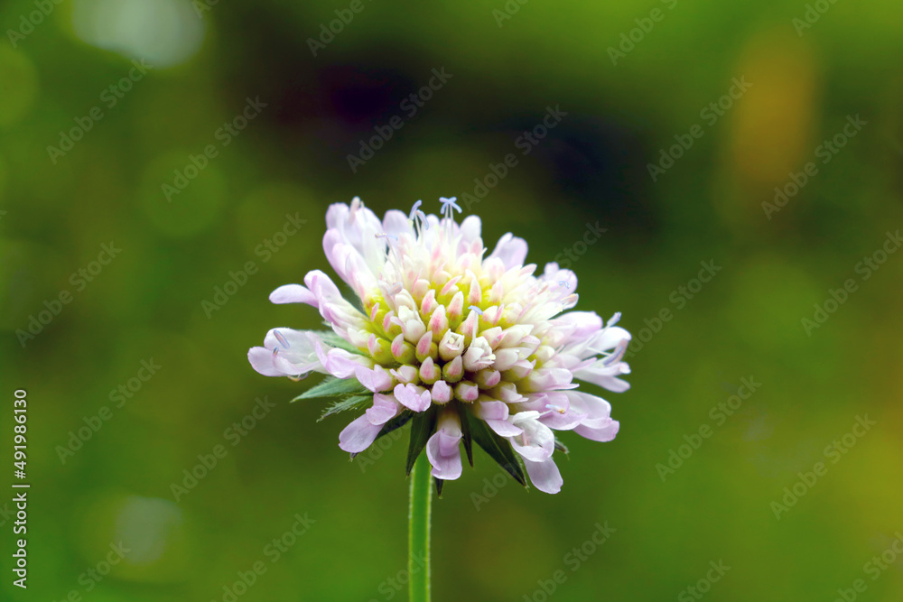 Close-up of a flowering stable in a meadow in the spring. Close-up of a flowering stable in a meadow in the spring.