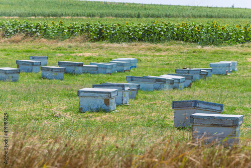 A beehive from a tree stands on an apiary. The houses of the bees are placed on the green grass in the mountains. Private enterprise for beekeeping. Honey healthy food products. 
