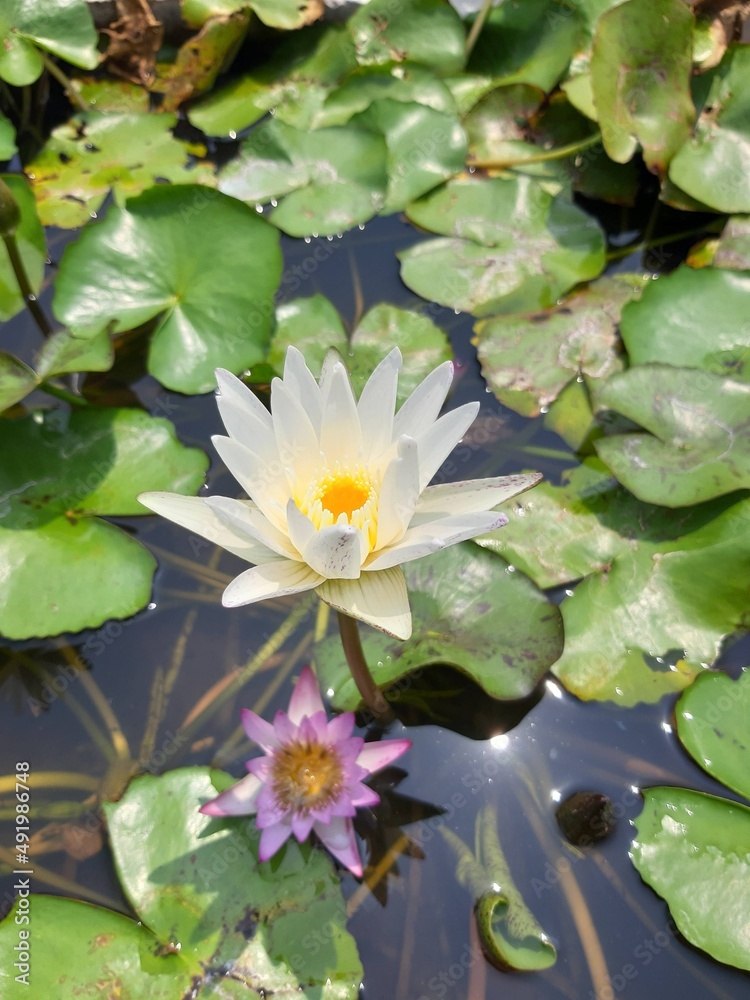 white water lily