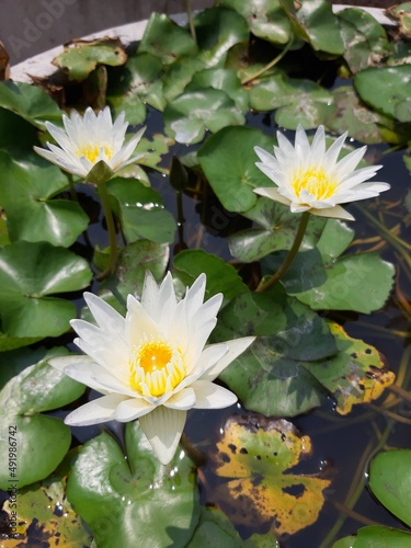 lilies in the pond. white water lilies.