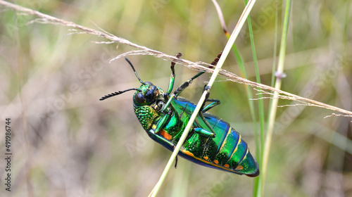Green-legged metallic beetle (Sternocera aequisignata) or Jewel beetle or Metallic wood-boring beetle