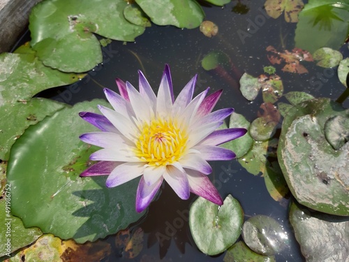 pink water lily. Purple and White water lily.