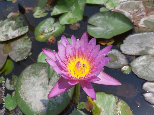 pink water lily