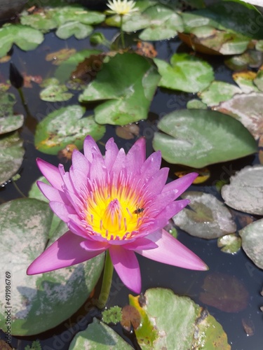 pink water lily