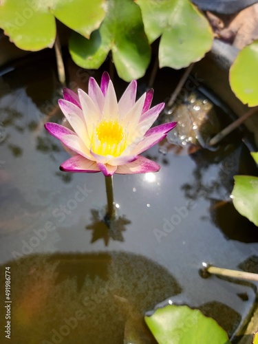 pink water lily