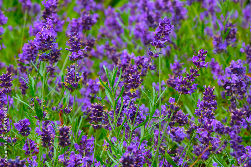 Fototapeta premium Beautiful purple fields of flowering lavender in summer.