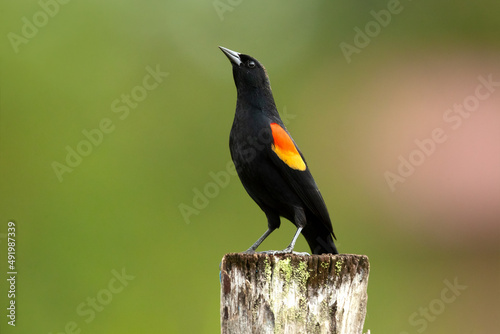 Red-winged blackbird (Agelaius phoeniceus) is a passerine bird of the family Icteridae found in most of North America and much of Central America. photo