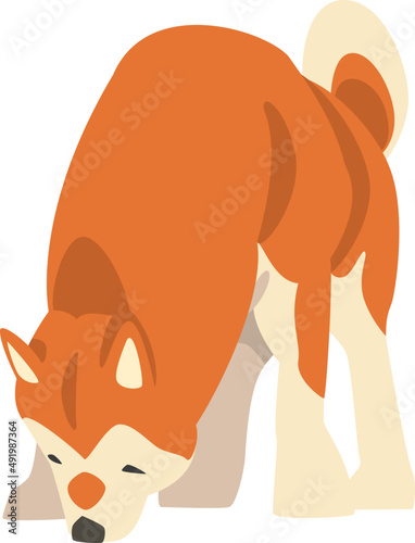 Shiba Inu as Japanese Breed of Hunting Dog with Prick Ears and Curled Tail