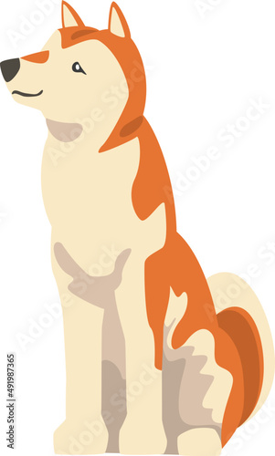 Shiba Inu as Japanese Breed of Hunting Dog with Prick Ears and Curled Tail