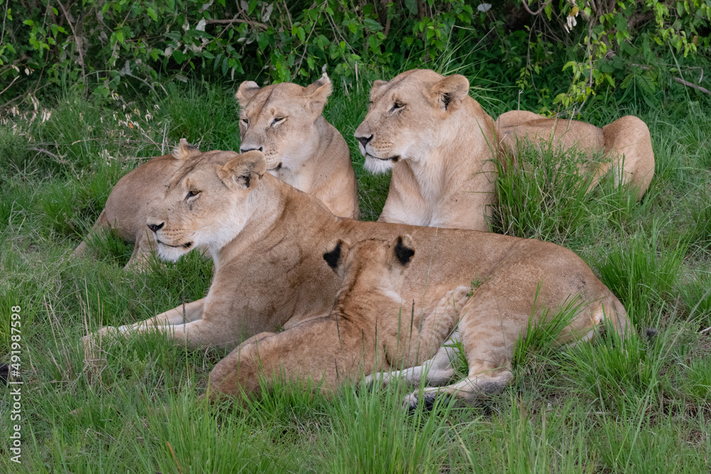 Fototapeta premium lionesses bonding together 