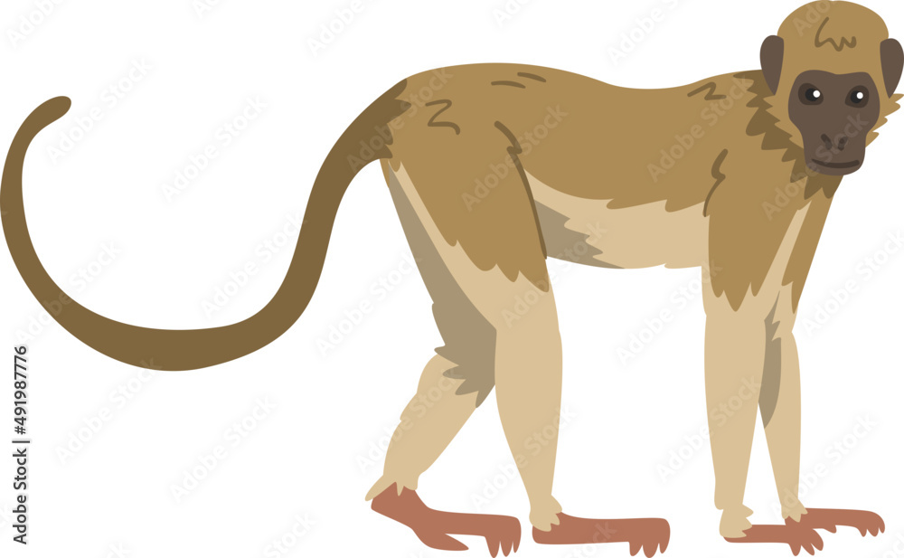 Capuchin Monkey as Omnivorous Ape with Light Brown Back and Creamy Underside