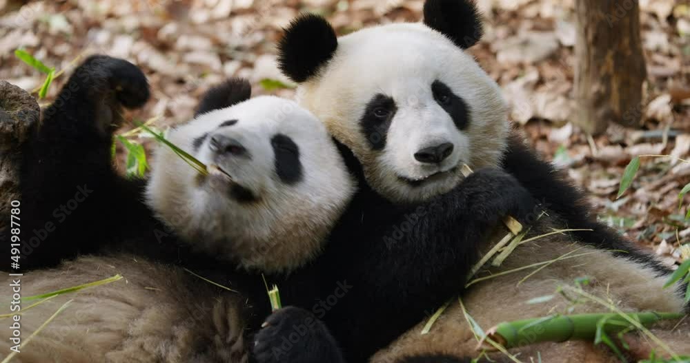 Close up of two panda bear eating bamboo together in the zoo at Chengdu China