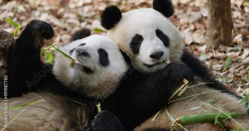 Close up of two panda bear eating bamboo together in the zoo at Chengdu China