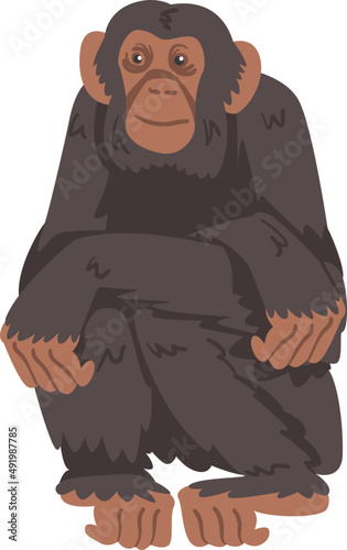 Chimpanzee Monkey as Great Ape Specie Native to Tropical Africa Illustration