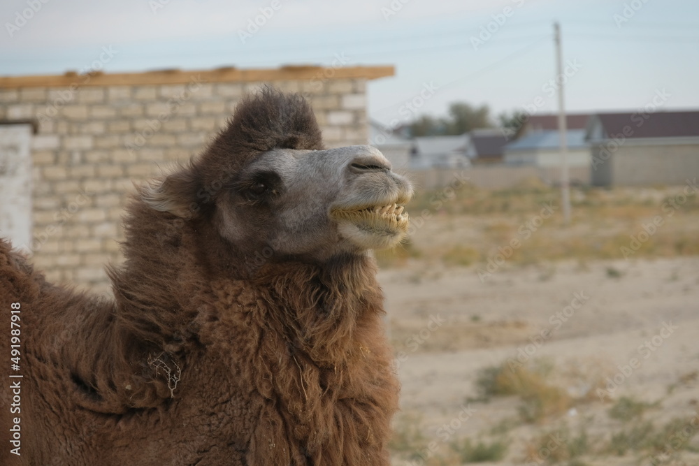 Obraz premium Aralsk, Kazakhstan - 10.07.2020 : A camel grazes on a sandy area, not far from residential buildings, in rural areas.