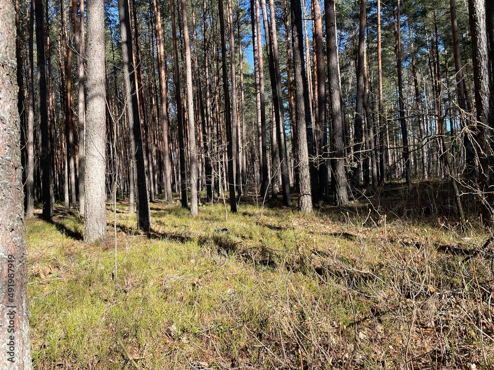 Fototapeta premium forest in autumn