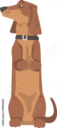Standing Dachshund or Badger Dog as Short-legged and Long-bodied Hound Breed with Collar